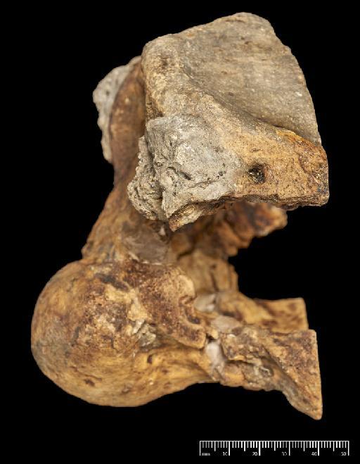 Megatherium americanum Cuvier, 1796 - NHMUK PV M 16585_3