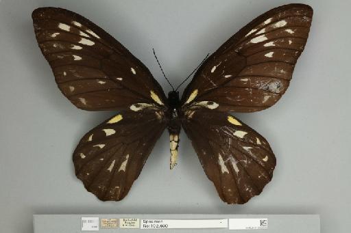 Ornithoptera victoriae regis Rothschild, 1895 - 013602532__