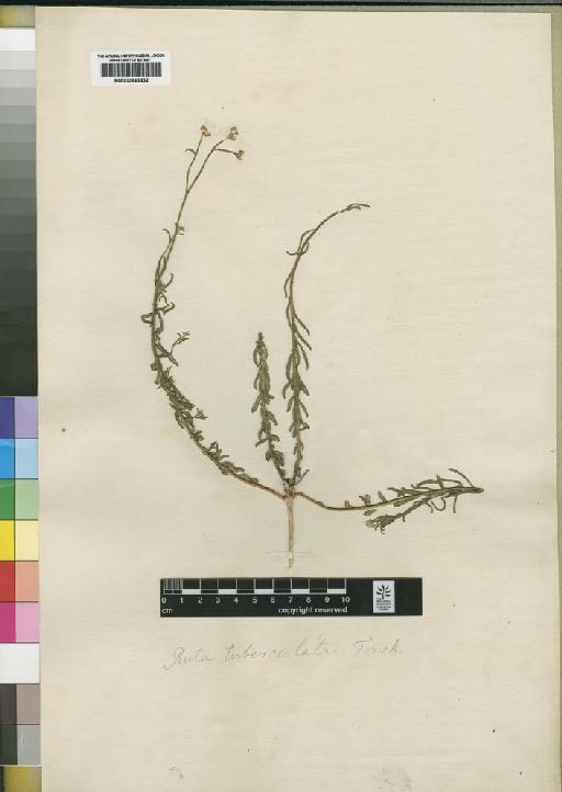 Haplophyllum tuberculatum (Forssk.) Juss - BM000843832