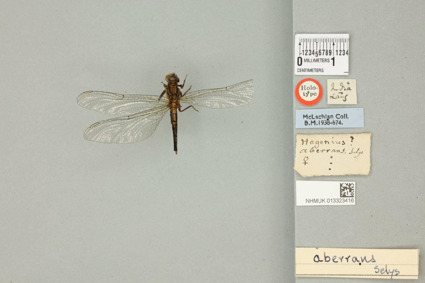 Davidius aberrans