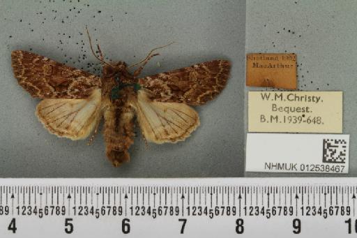 Mniotype adusta (Esper, 1790) - NHMUK_012538467_647623