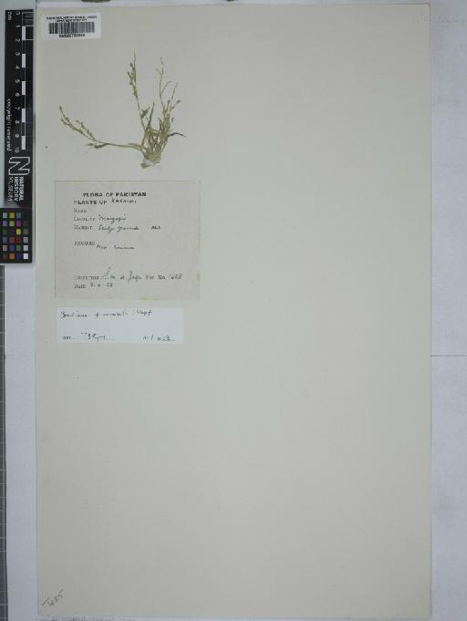 Flowering plant - 000759099