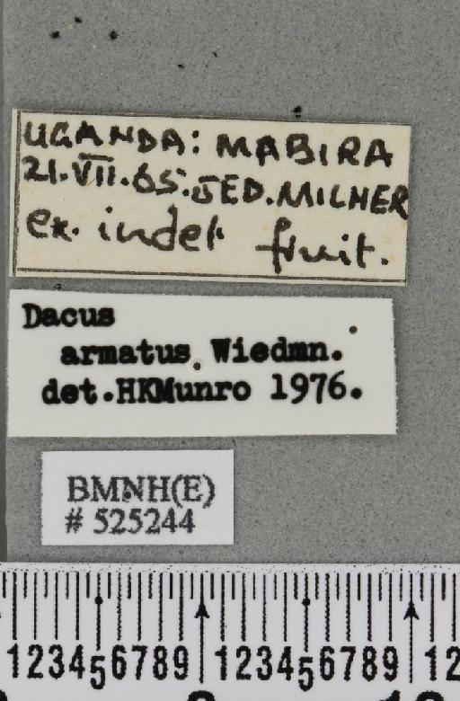 Dacus (Dacus) armatus Fabricius, 1805 - BMNHE_525244_label_36980