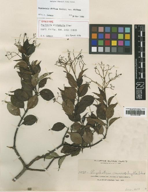 Psychotria diffusa var. diffusa Merr. - BM000945338
