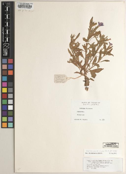 Petunia integrifolia var. inflata (R.E.Fr.) Wijsman - 000087678