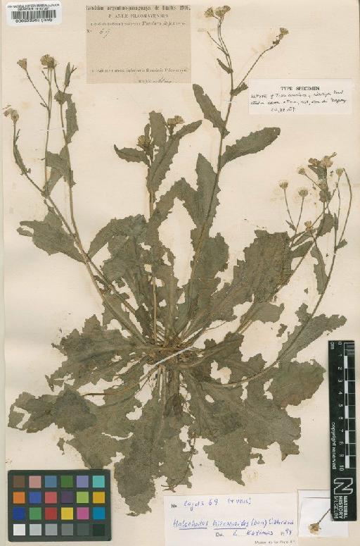 Holocheilus hieracioides (D.Don) Cabrera - BM000503968