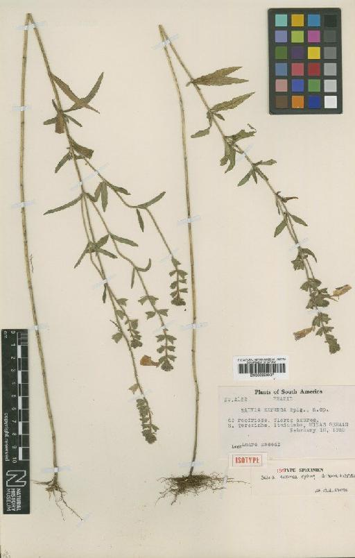Salvia expansa Epling - BM000993037
