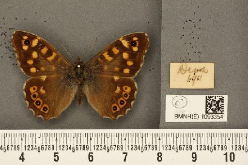 Pararge aegeria tircis ab. intermediana Lempke, 1935 - BMNHE_1093354_4171