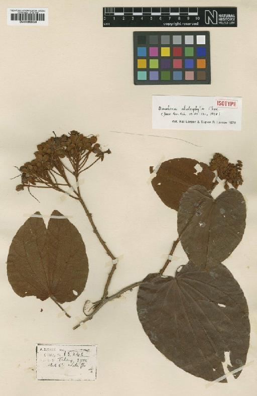 Bauhinia chalcophylla Chen - BM000958835