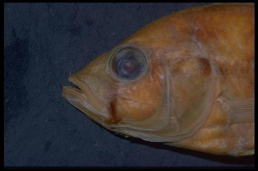 Astatotilapia paludinosa Greenwood, 1980 - Haplochromis paludinosus; 1956.7.9.266