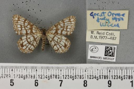 Chiasmia clathrata clathrata (Linnaeus, 1758) - BMNHE_1852537_424043