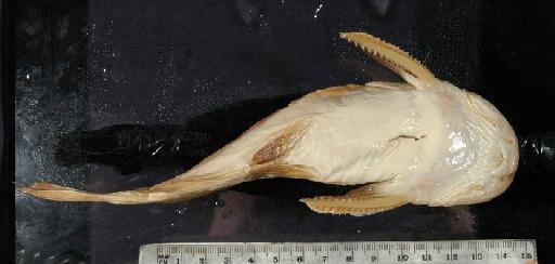 Auchenipterus obscurus Günther, 1863 - 1864.1.21.13-14b; Auchenipterus obscurus; ventral view; ACSI Project image