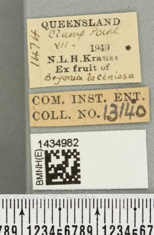 Bactrocera (Bactrocera) bryoniae (Tryon, 1927) - BMNHE_1434982_label_28447