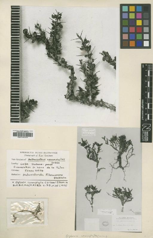 Oplonia nannophylla (Urb.) Stearn - BM000992544