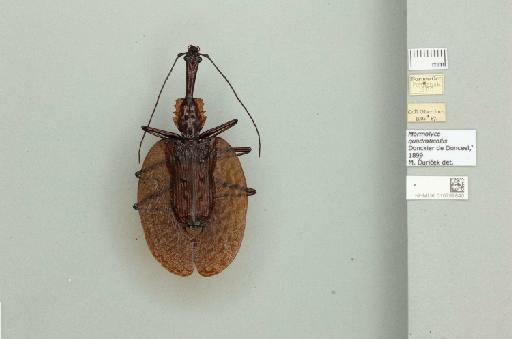 Mormolyce quadraticollis Donckier, 1899 - 010789840_769902_945168