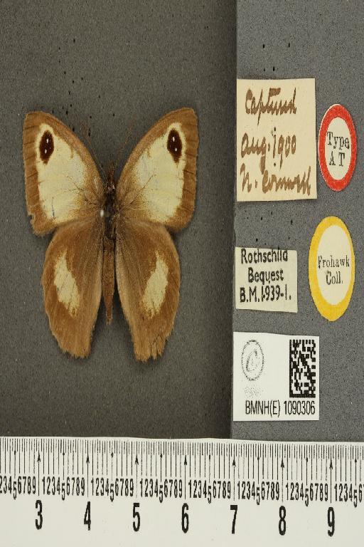 Pyronia tithonus britanniae ab. subalbida Verity, 1904 - BMNHE_1090306_683