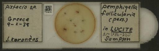 Forda formicaria von Heyden, C., 1837 - 010126206_112939_1094301