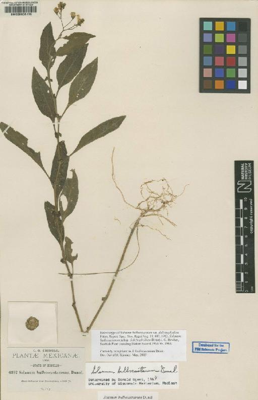 Solanum bulbocastanum Dunal - BM000606178