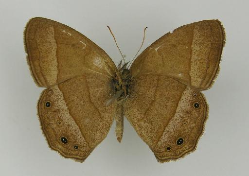 Euptychia variabilis Butler, 1867 - BMNH(E)_ 1204758_Yphthimoides_(Euptychia)_manasses_variabilis_Butler_T_male (3)