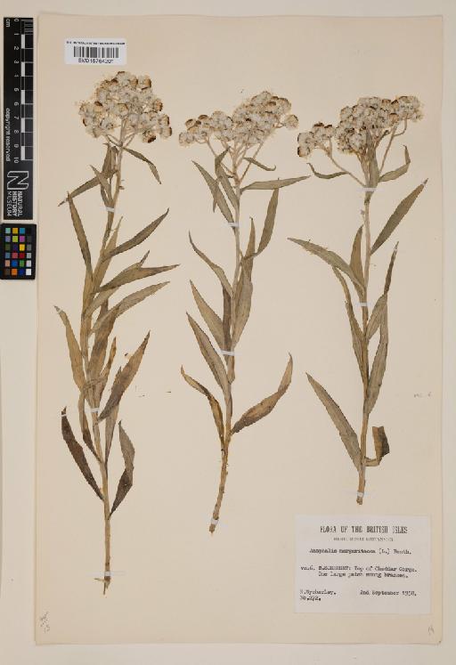 Anaphalis margaritacea (L.) Benth. & Hook.f. - 015764201