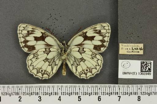 Melanargia galathea serena ab. vidua Stauder, 1911 - BMNHE_1068949_34745