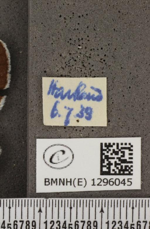 Maculinea arion eutyphron (Fruhstorfer, 1915) - BMNHE_1296045_label_133857