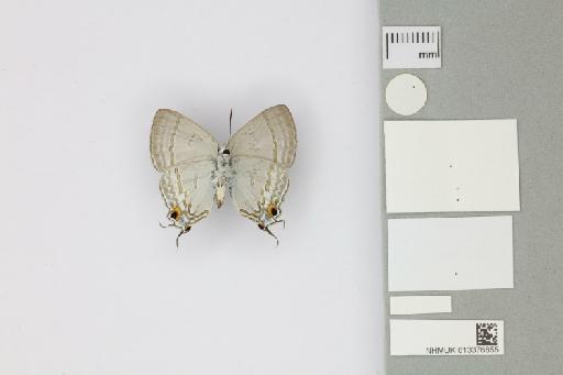 Hypolycaena phorbas furvae Tennent, 2016 - 013376855_Hypolycaena_phorbas_furvae_Tennent_2016_PT_1