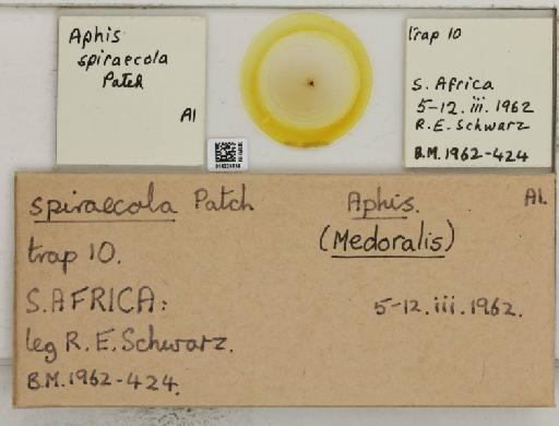 Aphis (Medoralis) spiraecola Patch, 1914 - 014225859_112526_1093088_157873_NoStatus