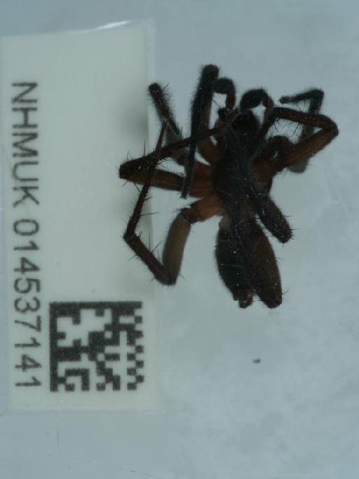 Pirata piscatorius (Clerck, 1757) - 014537141_3
