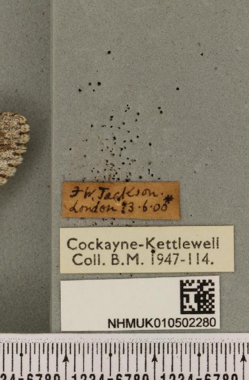 Acronicta aceris ab. intermedia Tutt, 1891 - NHMUK_010502280_label_560352