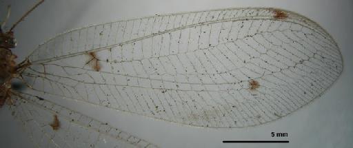 Leucochrysa dolichocera Navás - Allochrysa dolichocera BMNHE 1241761 wing right fore