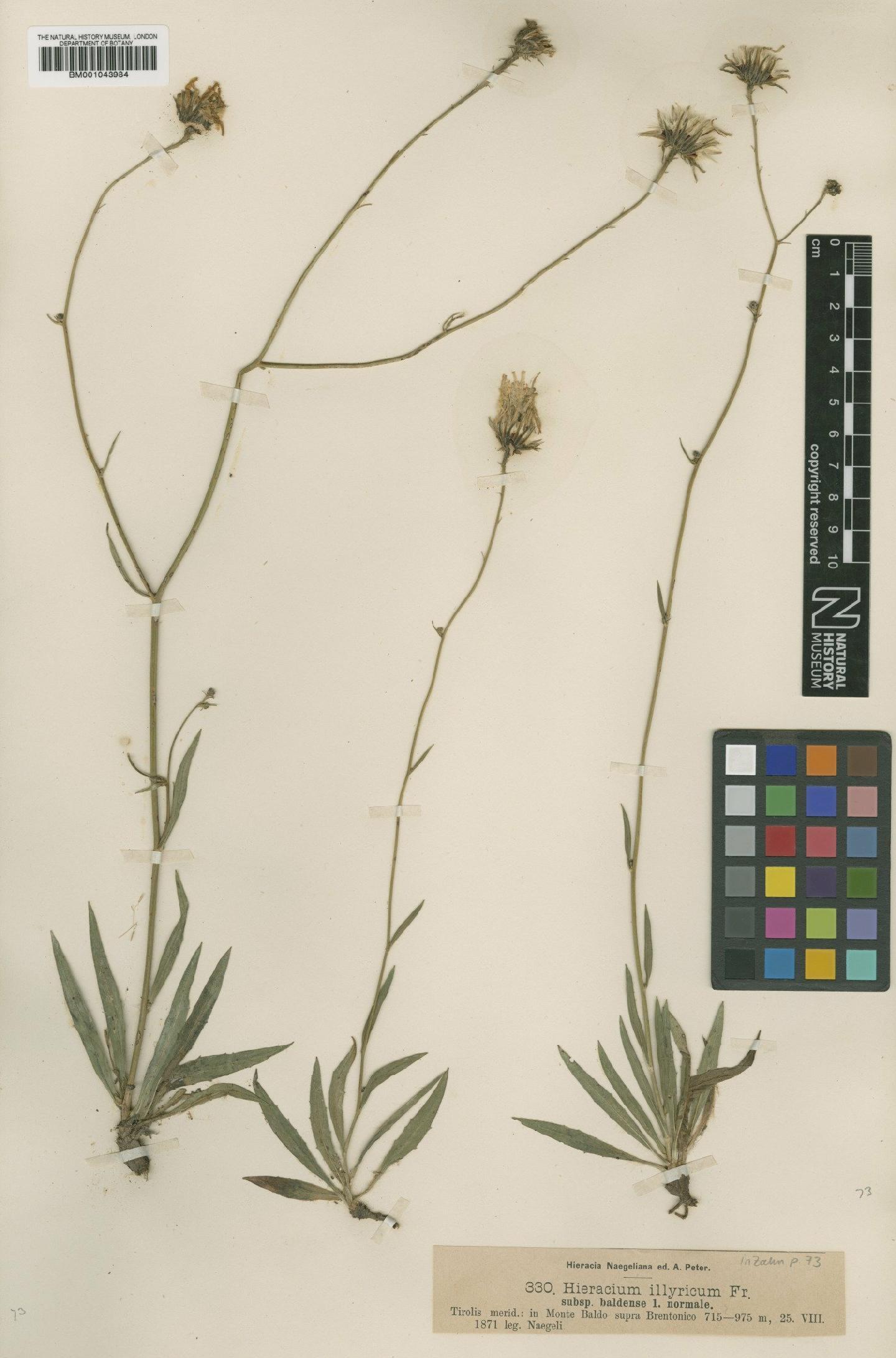 To NHMUK collection (Hieracium illyricum subsp. baldense Nägeli & Peter; Type; NHMUK:ecatalogue:2395327)