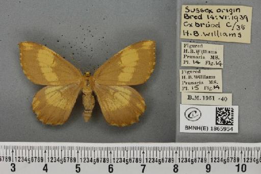 Angerona prunaria ab. corylaria Thunberg, 1781 - BMNHE_1865954_431267