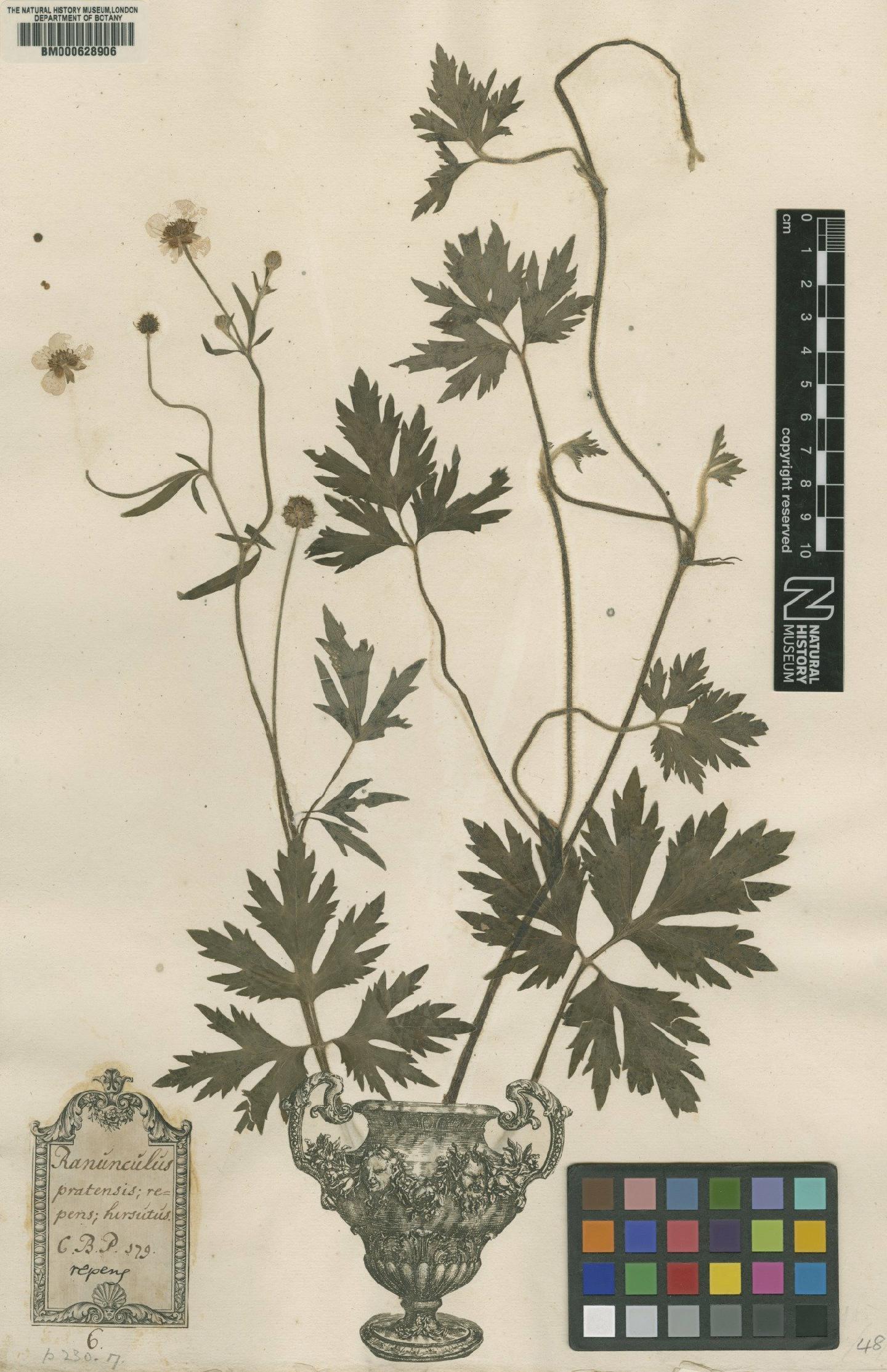To NHMUK collection (Ranunculus repens L.; Original material; NHMUK:ecatalogue:4699954)
