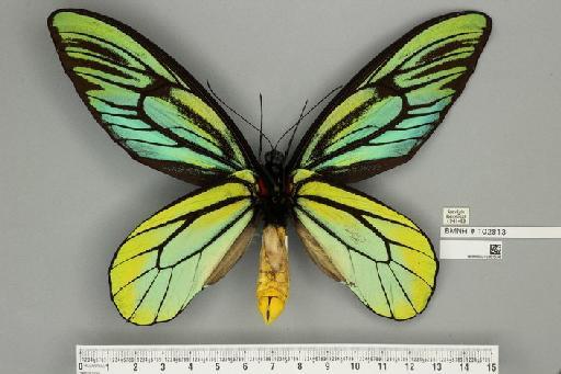 Ornithoptera alexandrae Rothschild, 1907 - NHMUK010361534_Ornithoptera_alexandrae_Rothschild_male_ventral_&_labels