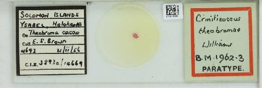 Criniticoccus theobromae Williams, 1960 - 013513020_117305_1098320_157655_Type