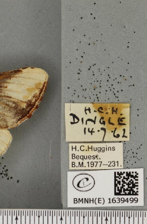 Phalera bucephala bucephala (Linnaeus, 1758) - BMNHE_1639499_label_208638