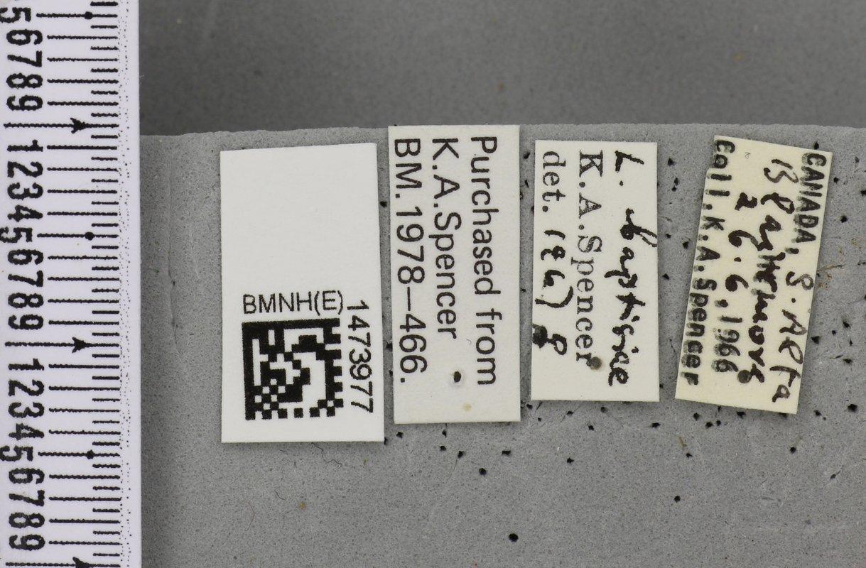 Liriomyza baptisiae thumbnail
