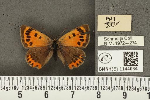 Lycaena phlaeas eleus ab. extensa Tutt, 1906 - BMNHE_1144034_a_108881