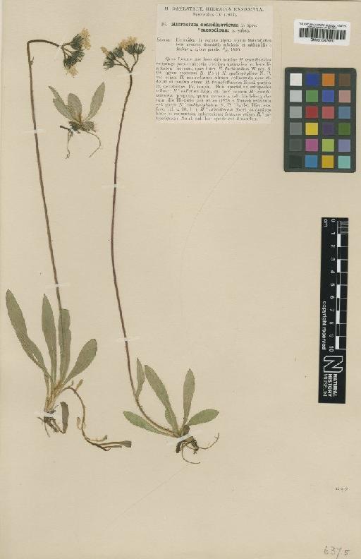 Hieracium scandinavicum subsp. mesodicum Dahlst. - BM001047600