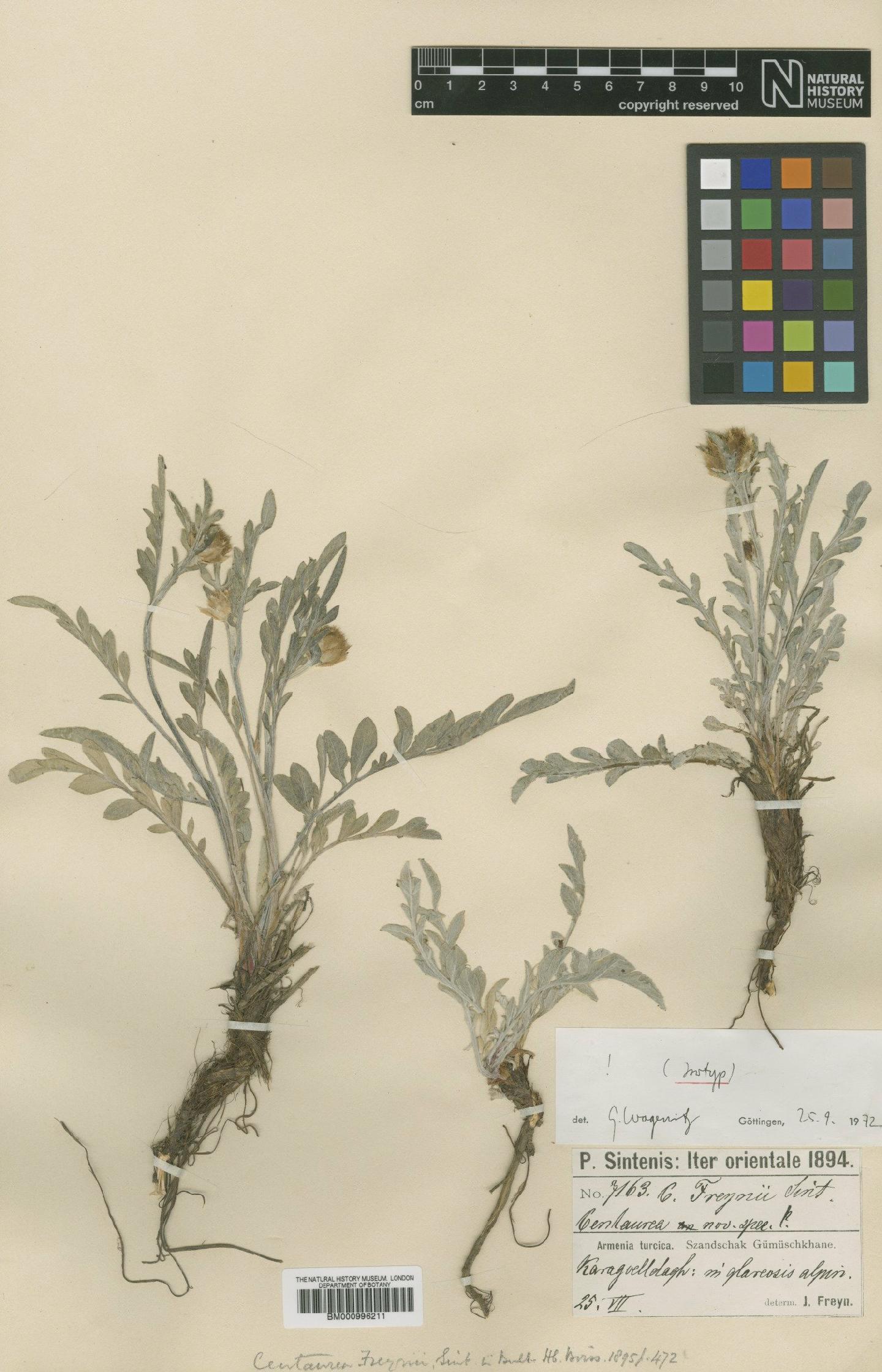 To NHMUK collection (Centaurea freynii Sint. & Freyn; Isotype; NHMUK:ecatalogue:480155)