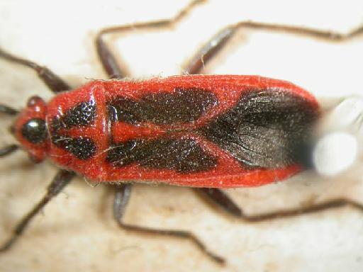 Arocatus melanostoma Scott - Hemiptera: Arocatus Mel