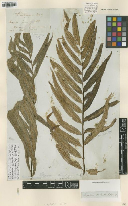 Microsorum cuspidatum (D.Don) Tagawa - BM001038383 (2)