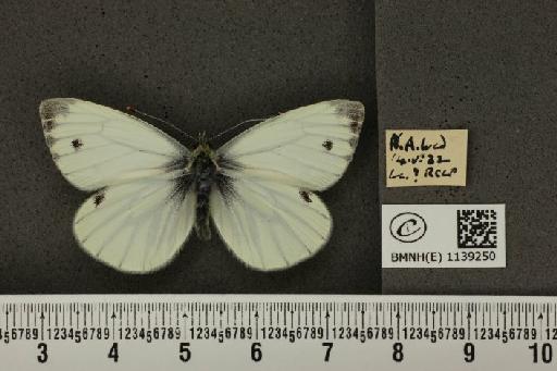 Pieris napi napi (Linnaeus, 1758) - BMNHE_1139250_90331