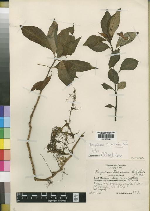 Impatiens ulugurensis Warb. - BM000797580