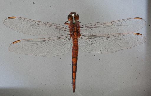 Nesciothemis hyalina Fraser - 011248565_Hadrothemis_hyalina_T_dorsal