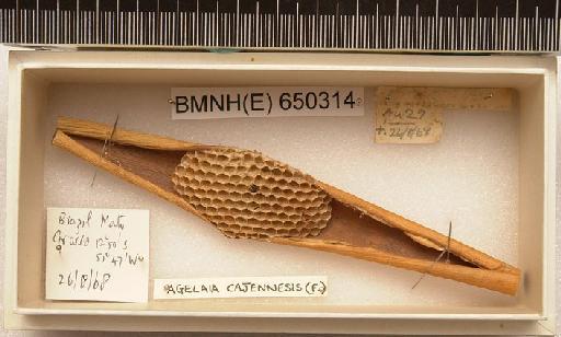 Agelaia cajennesis (Fabricius) - Hymenoptera Nest BMNH(E) 650314