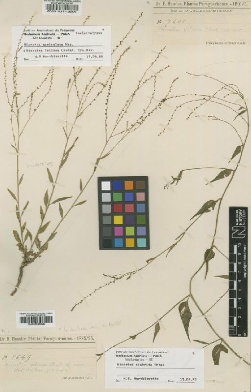 Microtea paniculata Moq - BM000019284