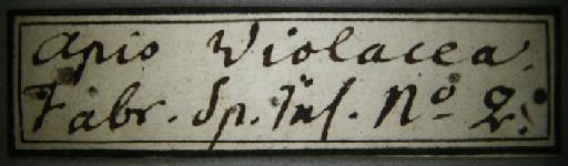 Apis morio Fabricius, 1793 - Xylocopa morio Fabricius BMNH(E)668716 and BMNH(E)668717 cabinet label