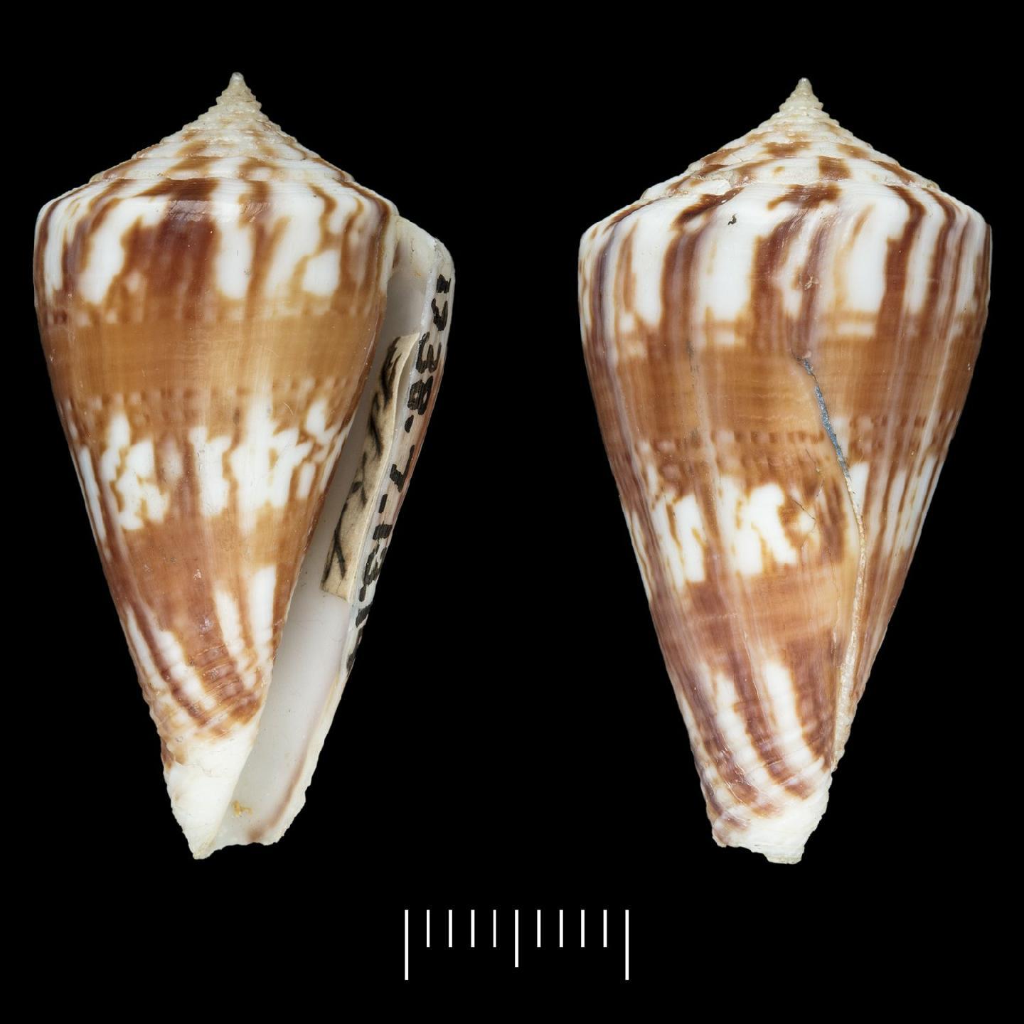 To NHMUK collection (Conus capitanellus Fulton, 1938; HOLOTYPE; NHMUK:ecatalogue:2449208)